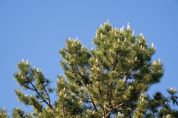 Pin d'Autriche, Pinus nigra