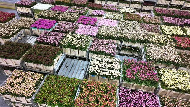 Graded flower bunches receive final barcode labels before loading onto climate-controlled trucks, beginning their 48-hour journey to florists.