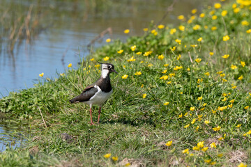 Vanneau huppé,.Vanellus vanellus, North, Caltha palustris, Populage des marais