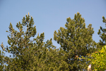 Pin d'Autriche, Pinus nigra