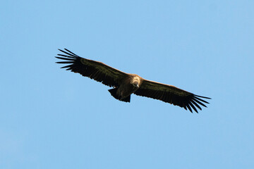 Vautour fauve,Gyps fulvus, Griffon Vulture, Parc naturel régional des grands causses 48, Lozere, France