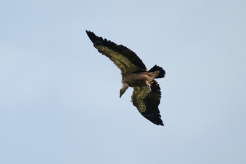 Vautour fauve,Gyps fulvus, Griffon Vulture, Parc naturel régional des grands causses 48, Lozere, France
