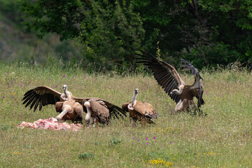 Vautour fauve,Gyps fulvus, Griffon Vulture, Parc naturel régional des grands causses 48, Lozere, France