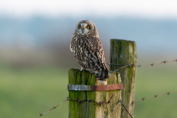 Hibou des marais, Hibou brachyote, Asio flammeus, Short eared Owl, region Pays de Loire; marais Breton; 85, Vendée, Loire Atlantique, France