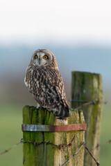 Hibou des marais, Hibou brachyote, Asio flammeus, Short eared Owl, region Pays de Loire; marais...