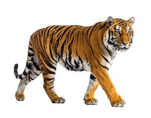 Obraz premium Majestic bengal tiger walking isolated on transparent background