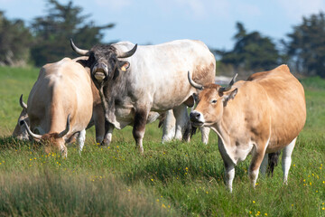 Vache , race Maraichine, region Pays de Loire; marais Breton; 85, Vendée, Loire Atlantique, France