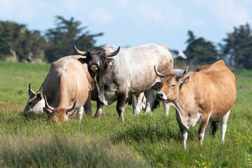 Vache , race Maraichine, region Pays de Loire; marais Breton; 85, Vendée, Loire Atlantique, France