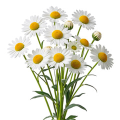 Fototapeta premium Rustic bouquet of chamomile flowers