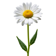 Fototapeta premium Single daisy flower on a transparent background