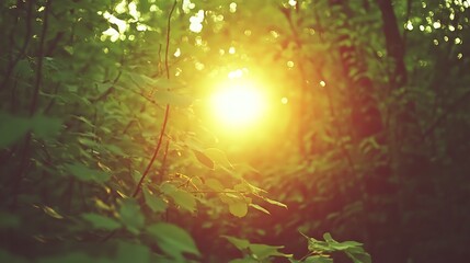 Naklejka premium Radiant Sunlight Filtering Through Lush Green Forest Canopy Scene