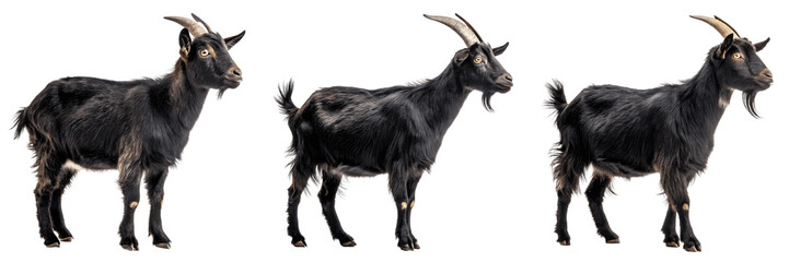 Set For Black Goats Isolated