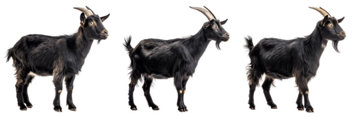 Set For black goats isolated on transparent background stand sideways