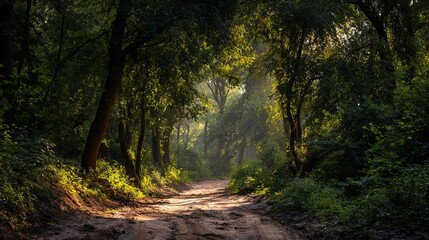 Obraz premium A forest path lined with tall trees leads into the distance, the sun shines through the leaves, and in front of it is an open clearing that exudes serenity.