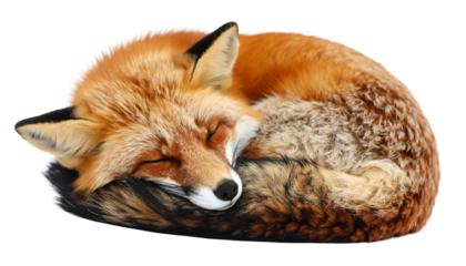 Sleeping red fox curled up isolated on transparent background
