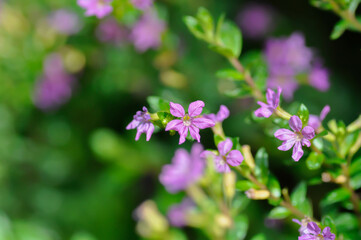 Obraz premium Cuphea hyssopifolia Humb, Cuphea hyssopifolia Kunth or Elfin Herb or False Heather or LYTHRACEAE