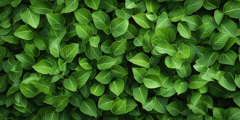 Top View of Dense Green Leaves Background in Natural Light