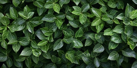 Vibrant Green Plant Background with Striped Leaf Patterns and Fresh Texture