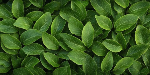 Bright Green Leaf Surface Background with Vivid Texture and Natural Lighting