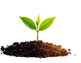 Young plant sprout in soil isolated on transparent background