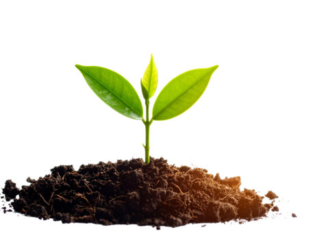 Young plant sprout in soil isolated on transparent background