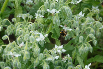 Bumblebee pollinating white borage flowers in garden