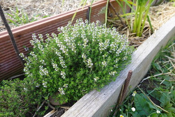 Blooming thyme growing in raised garden bed