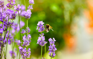 Bee picks honey from lavender flowers. Lavender field flower macro photo with shallow depth of field.