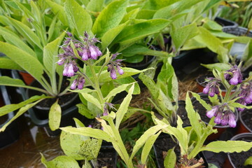 Obraz premium Comfrey plants growing in pots at nursery, showing purple flowers and green leaves