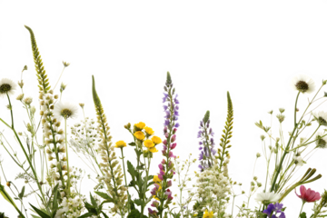  dainty wildflowers as a frame border isolated on white background PNG