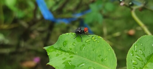fly on leaf, Chrysomya megacephala, more commonly known as the oriental latrine fly or oriental blue fly. Cochliomyia hominivorax, the New World screwworm fly © bayu
