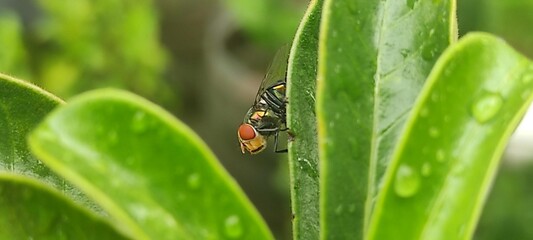 fly on leaf, Chrysomya megacephala, more commonly known as the oriental latrine fly or oriental blue fly. Cochliomyia hominivorax, the New World screwworm fly