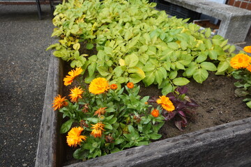 Orange calendula and potato plants growing in raised garden bed