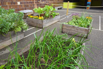 Green onions growing in raised garden beds in a schoolyard