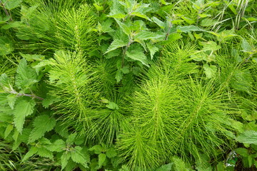 Equisetum and urtica growing together in nature