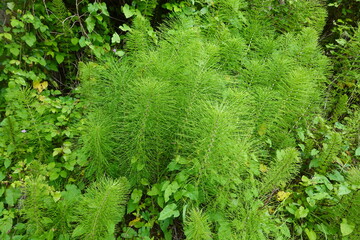 Fototapeta premium Great horsetail growing wild in lush green environment