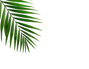 Obraz premium Single palm frond leaf isolated on transparent background