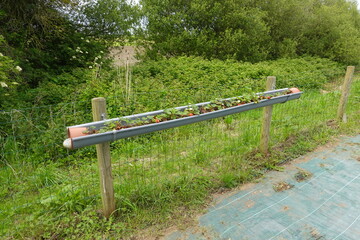 Growing strawberries in a recycled gutter in a permaculture garden
