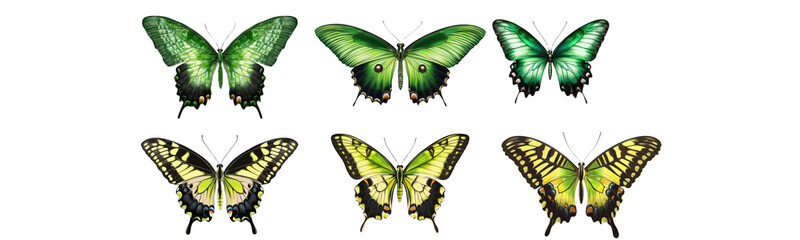 green and yellow butterflies on transparent background