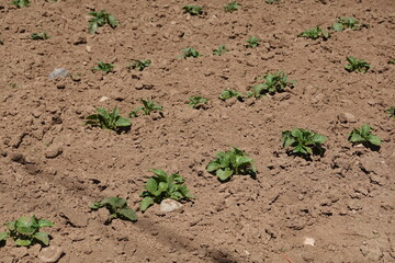 Young potato plants growing in rows in brown soil