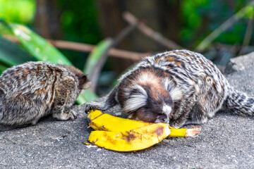 Marmoset monkey monkeys eating banana in Rio de Janeiro Brazil.