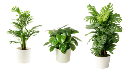 plant pot house decoration isolated on white background PNG