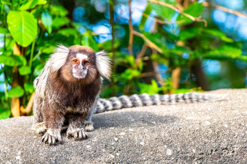 Marmoset Monkey in tropical jungle rainforest Rio de Janeiro Brazil.