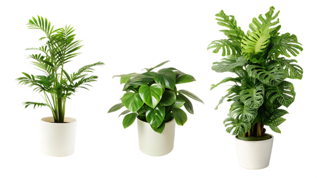 plant pot house decoration isolated on white background PNG