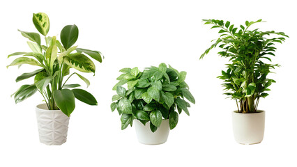 plant pot house decoration isolated on white background PNG