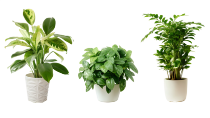 plant pot house decoration isolated on white background PNG