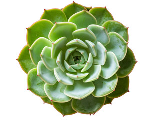 Obraz premium Green echeveria succulent plant isolated on transparent background