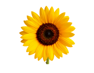 Single sunflower blossom isolated on transparent background