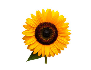 Fototapeta premium Single sunflower blossom isolated on transparent background