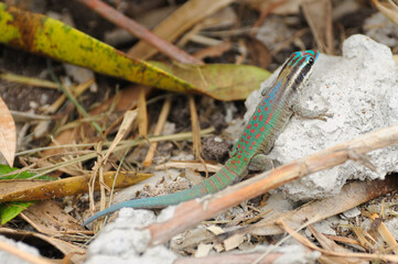 Gecko diurne orné de l'île Maurice, Phelsuma ornata, Mauritius
